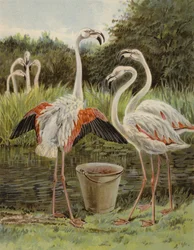 Flamingoes feeding